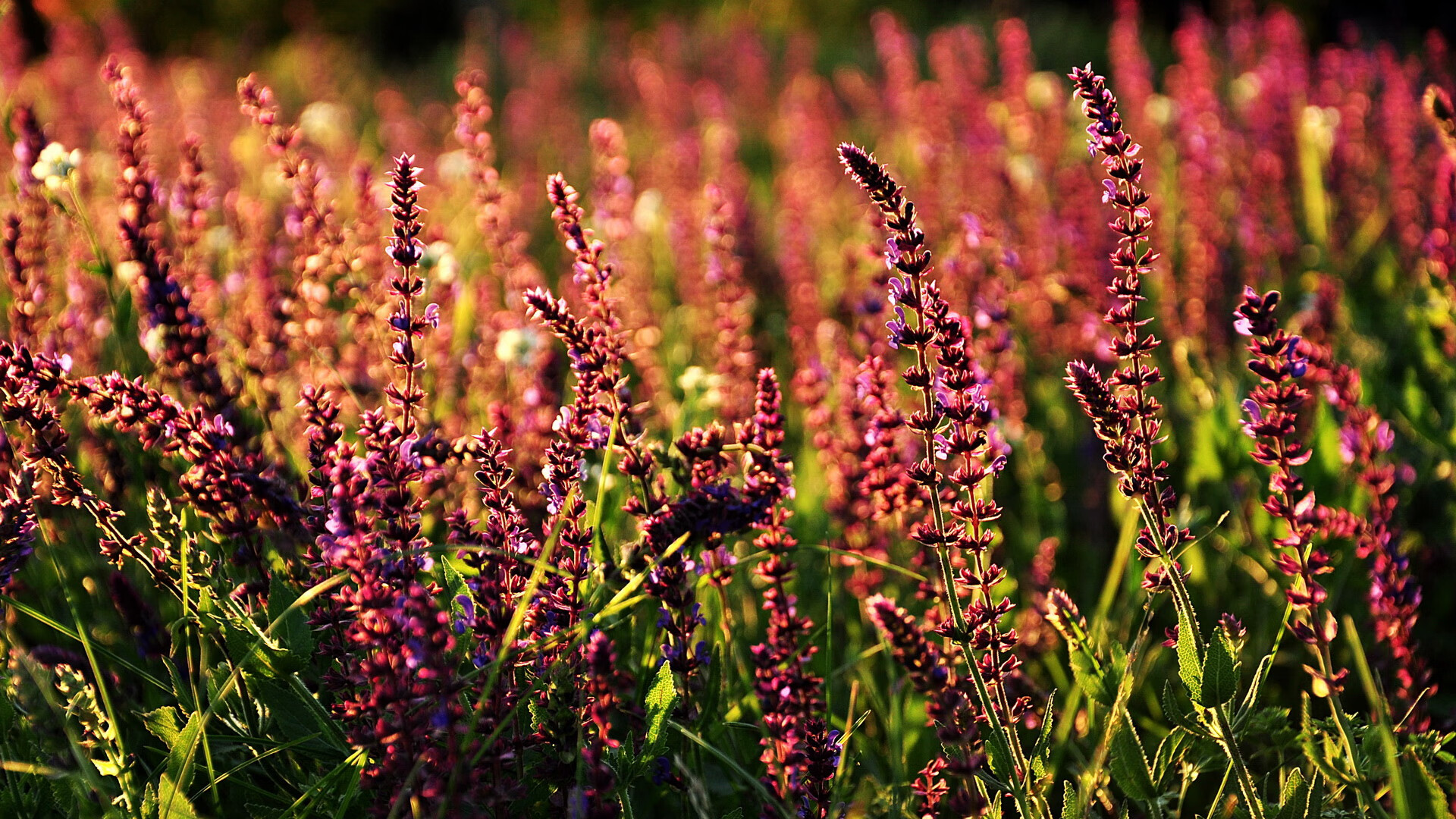 九游官网pc-哥伦比亚骑手桑地亚哥·卡多纳在2024年巴黎奥运会盛装舞步比赛中以“Dostojewski”马匹获得第15名，展现坚韧精神。